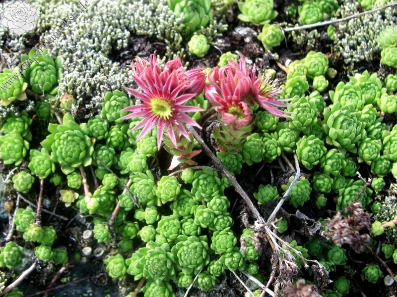 montanum from Furkapass