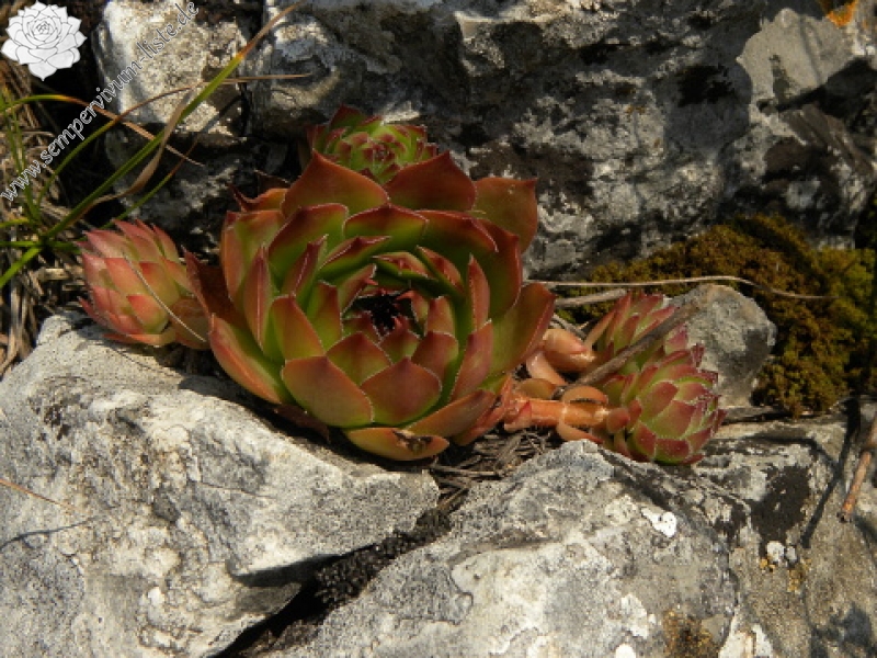 marmoreum ssp. marmoreum from Cheile Turzii (oben)