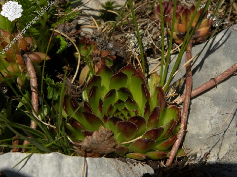 marmoreum ssp. marmoreum from Kom Vasojevićki (Abhang, NW)