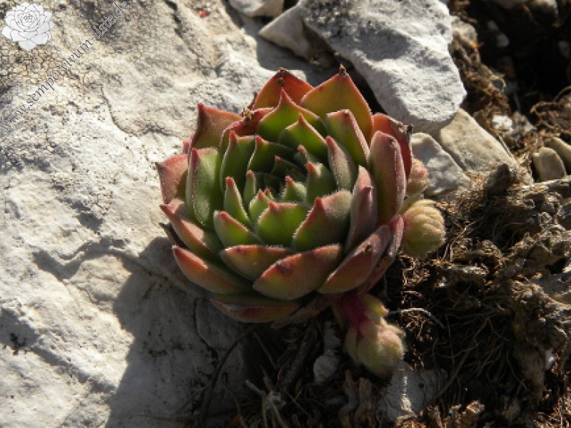 marmoreum ssp. marmoreum (assimile) from Domogled