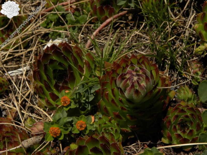 marmoreum ssp. marmoreum from Kom Vasojevićki (Abhang, NW)