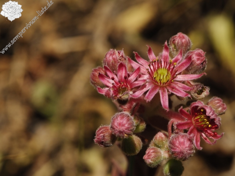 marmoreum ssp. erythraeum from Abhang oberhalb Bačkova Češma