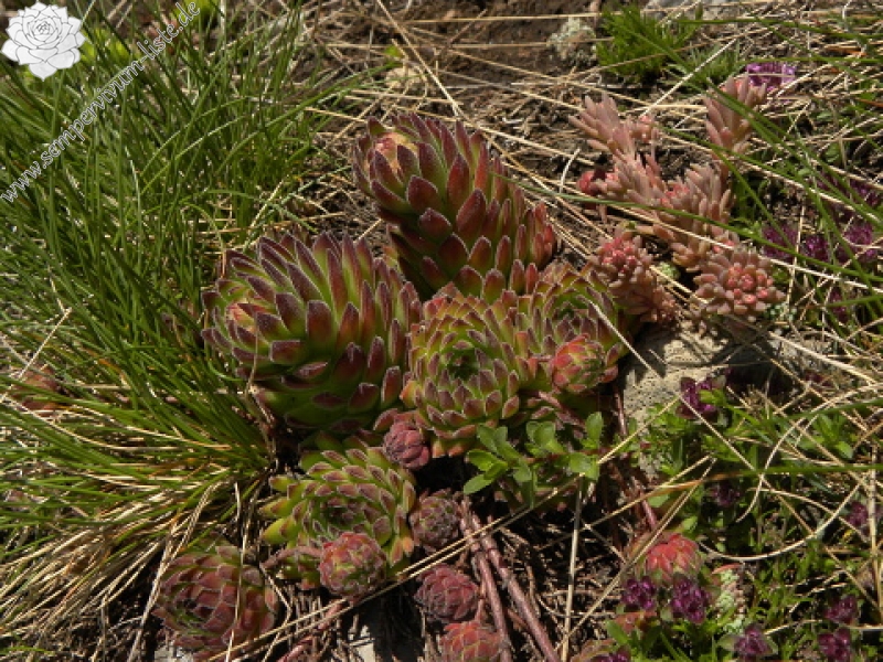 marmoreum ssp. reginae-amaliae (macedonicum) from Ljuboten