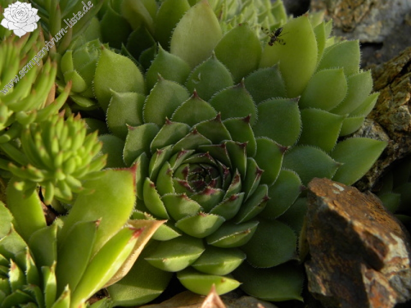 tectorum var. tectorum from Bethmale