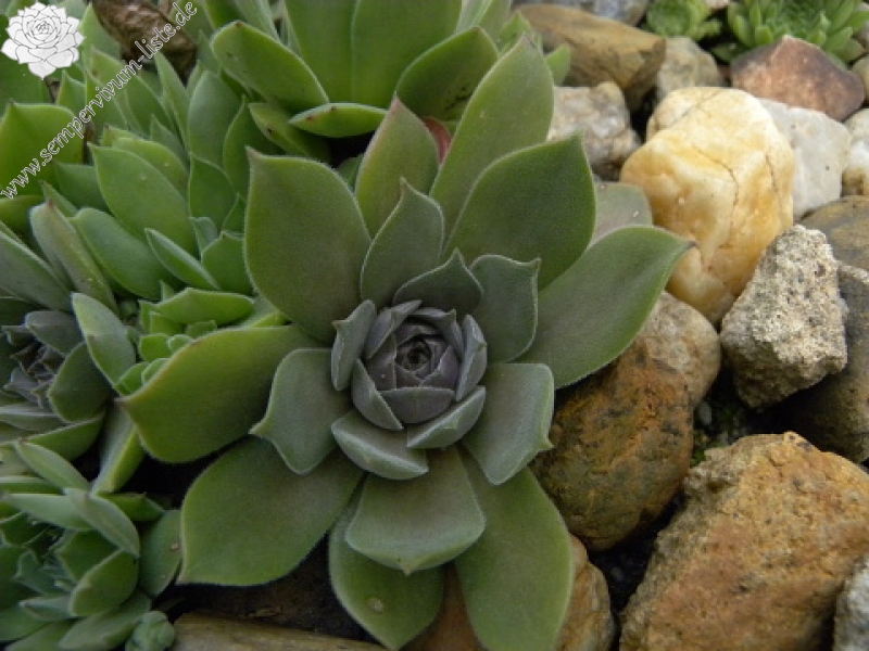 marmoreum ssp. marmoreum (assimile) from Domogled