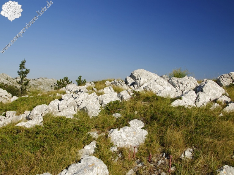 marmoreum ssp. marmoreum (dinaricum) from Voša