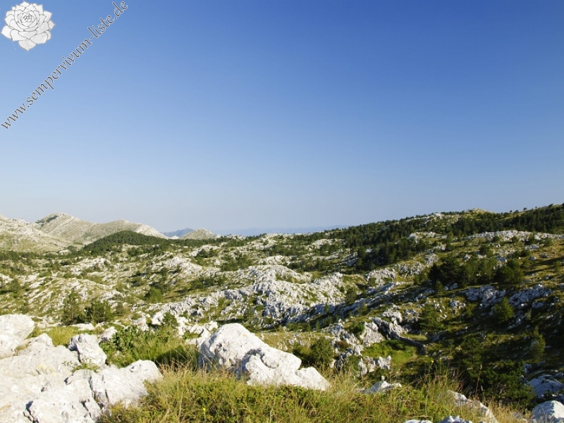 marmoreum ssp. marmoreum (dinaricum) from Voša