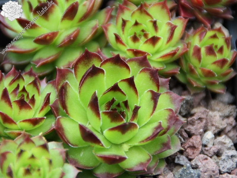 tectorum var. tectorum (boissieri)