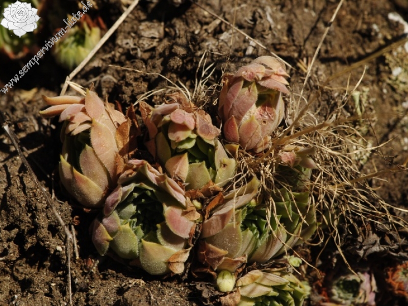 marmoreum ssp. erythraeum from Abhang oberhalb Bačkova Češma