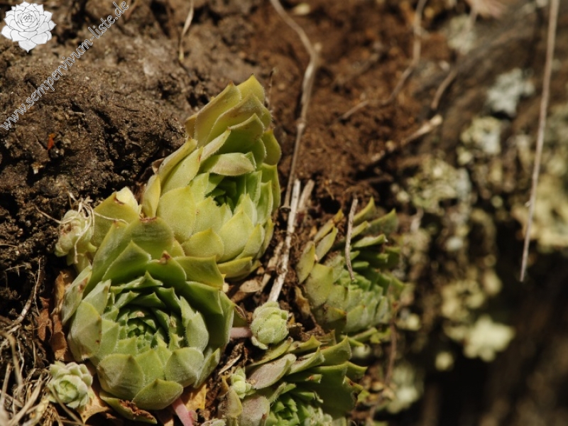 marmoreum ssp. erythraeum from Abhang oberhalb Bačkova Češma