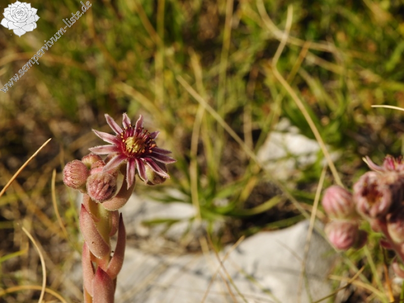 marmoreum ssp. marmoreum (dinaricum) from Voša