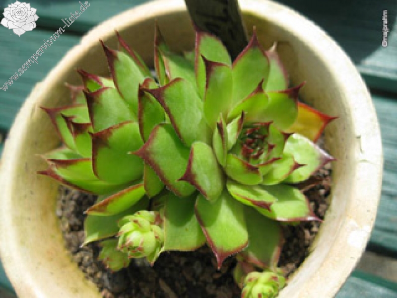 Bechleri Ural Turmalin