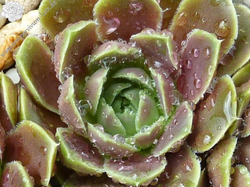 Ballet Dancer / Jovi