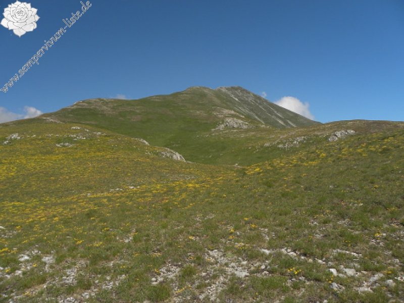 marmoreum ssp. reginae-amaliae (macedonicum) from Ljuboten