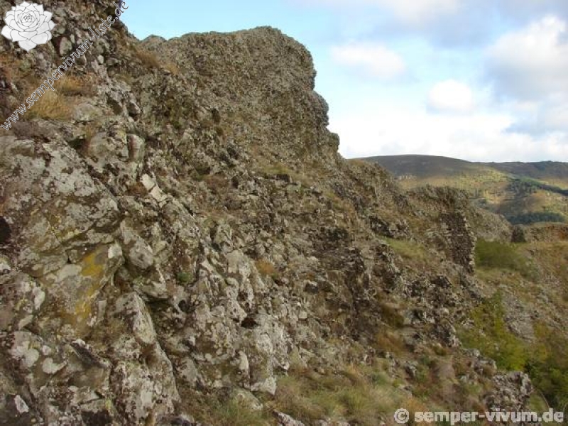 tectorum var. arvernense from Rocher d'Ajoux