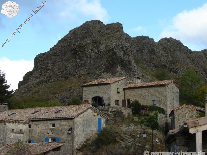 tectorum var. arvernense from Rocher d'Ajoux