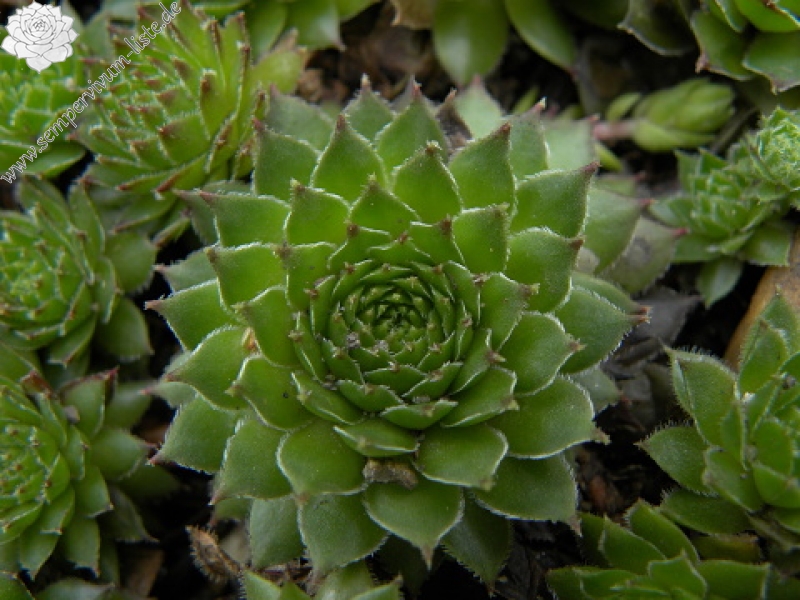 marmoreum ssp. marmoreum (balcanicum) from Mara Gidik