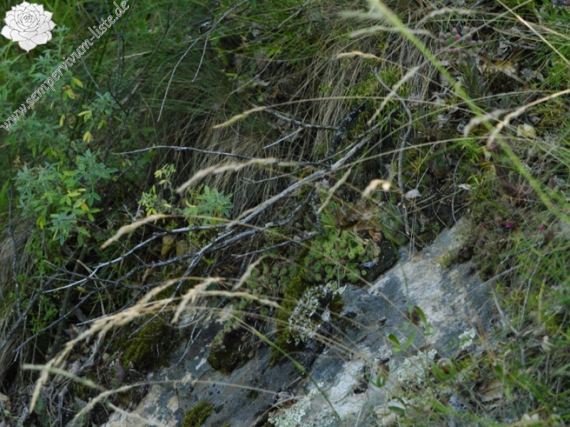 marmoreum ssp. erythraeum from Rila (oberhalb des Klosters)