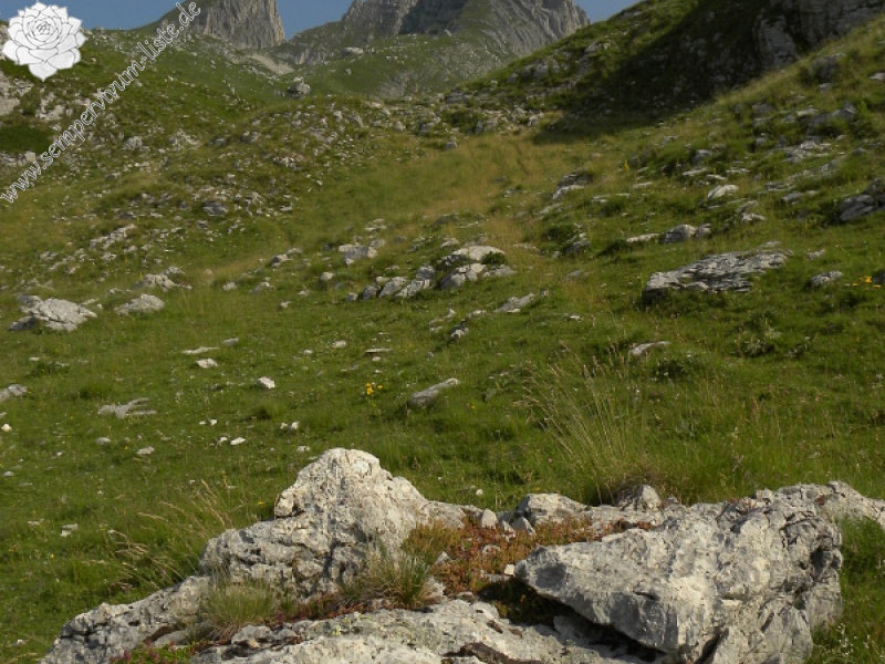 marmoreum ssp. marmoreum from Urdeni Do, Straße