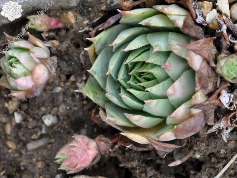 tectorum var. tectorum (schottii)