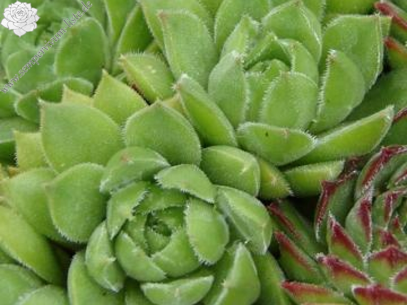 transcaucasicum from Purschomi