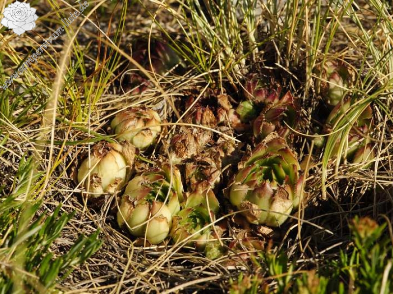 marmoreum ssp. marmoreum (dinaricum) from Voša