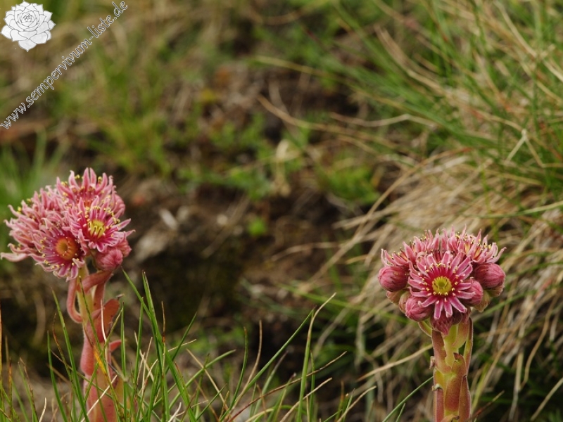 marmoreum ssp. reginae-amaliae (macedonicum) from Guri i Delpnis