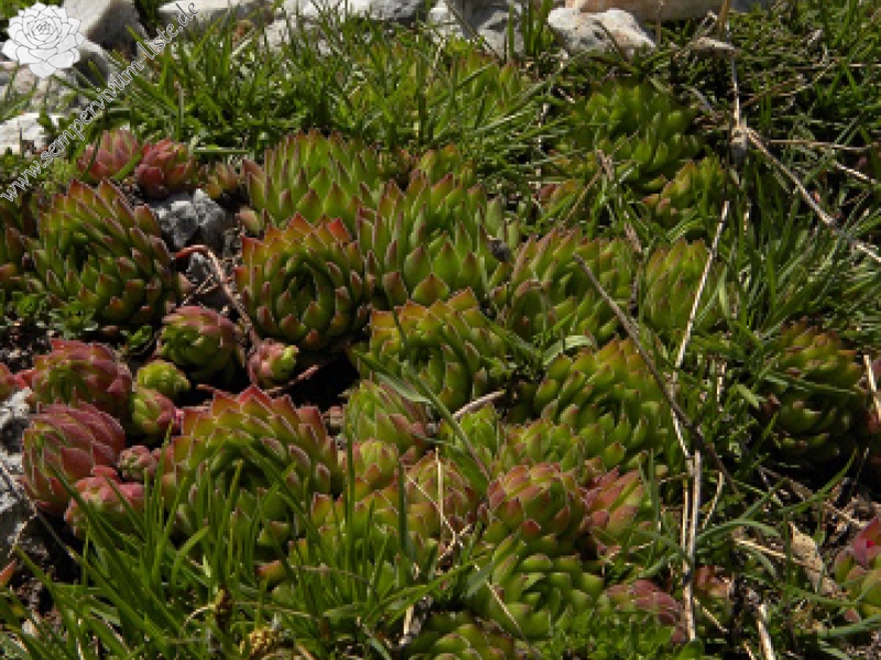 marmoreum ssp. reginae-amaliae (macedonicum) from Ljuboten