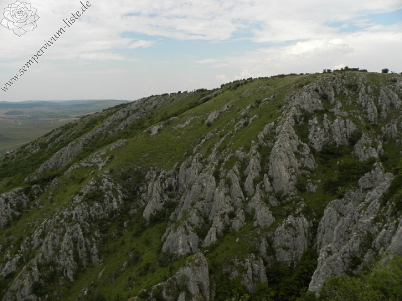 marmoreum ssp. marmoreum from Cheile Turzii (oben)