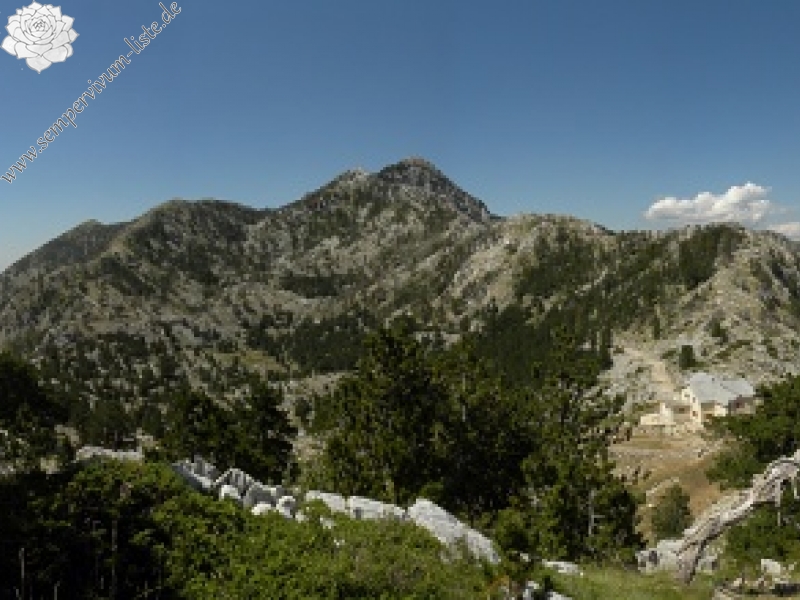 marmoreum ssp. marmoreum (dinaricum) from Orjensko sedlo