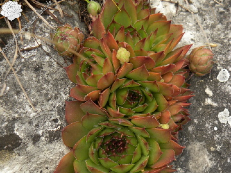 marmoreum ssp. marmoreum from Cheile Turzii (oben)