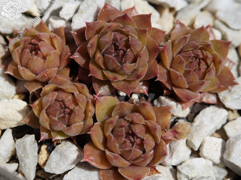 Baby Blush