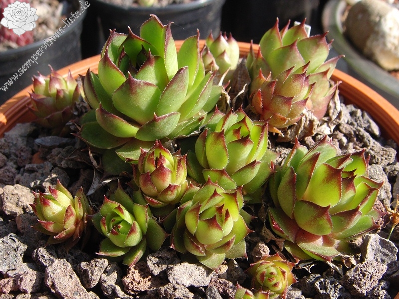 Bechleri Ural Turmalin