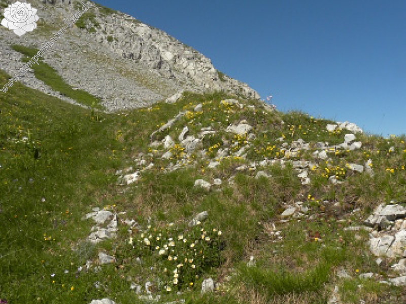 marmoreum ssp. marmoreum from Kom Vasojevićki (Abhang)