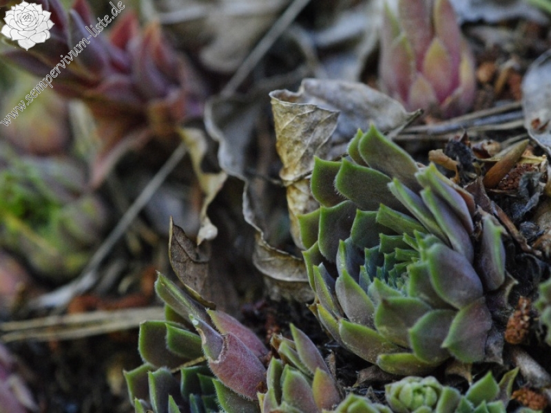 marmoreum ssp. erythraeum from Rila (oberhalb des Klosters)