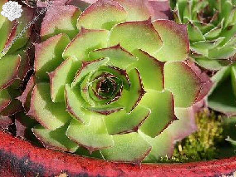 tectorum var. arvernense from Rocher d'Ajoux