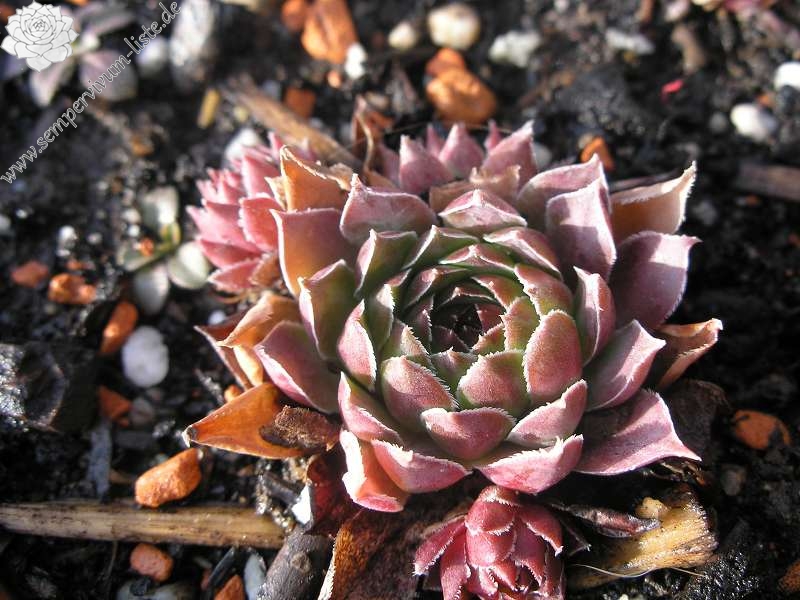tectorum var. tectorum (andreanum)