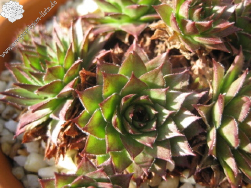 marmoreum ssp. marmoreum (dinaricum)