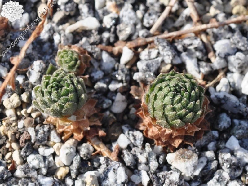 montanum from Furkapass