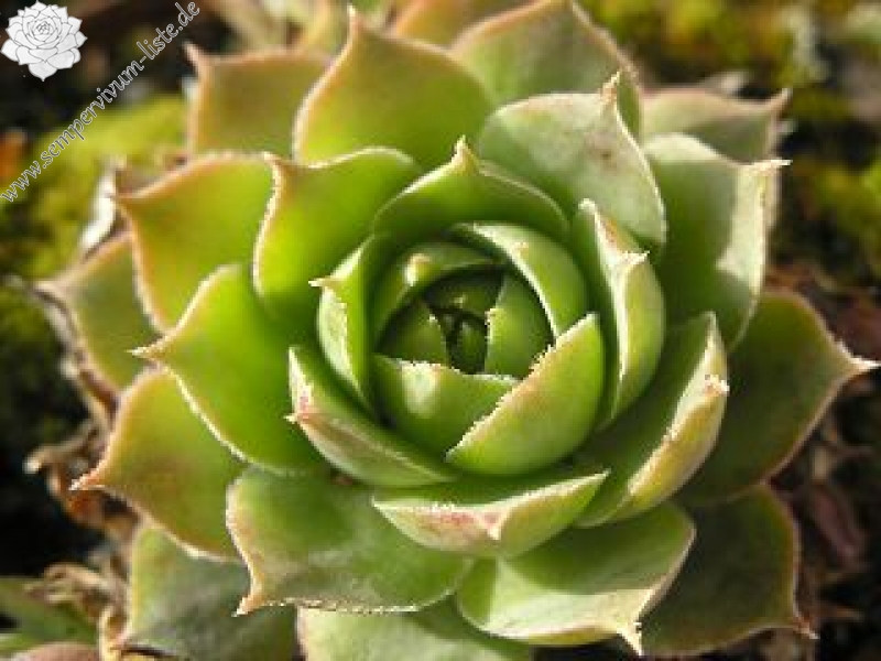 tectorum var. tectorum (pyrenaicum)
