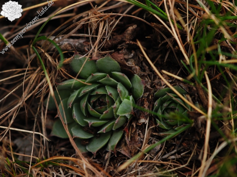 tectorum var. tectorum from Strmec