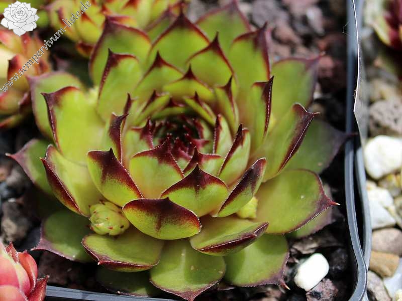 Bechleri Ural Turmalin