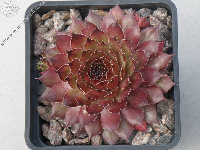 tectorum var. tectorum (triste)