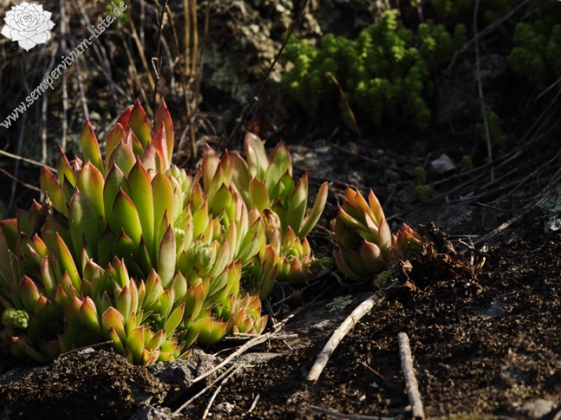 zeleborii from Prolom Banja, Mitte