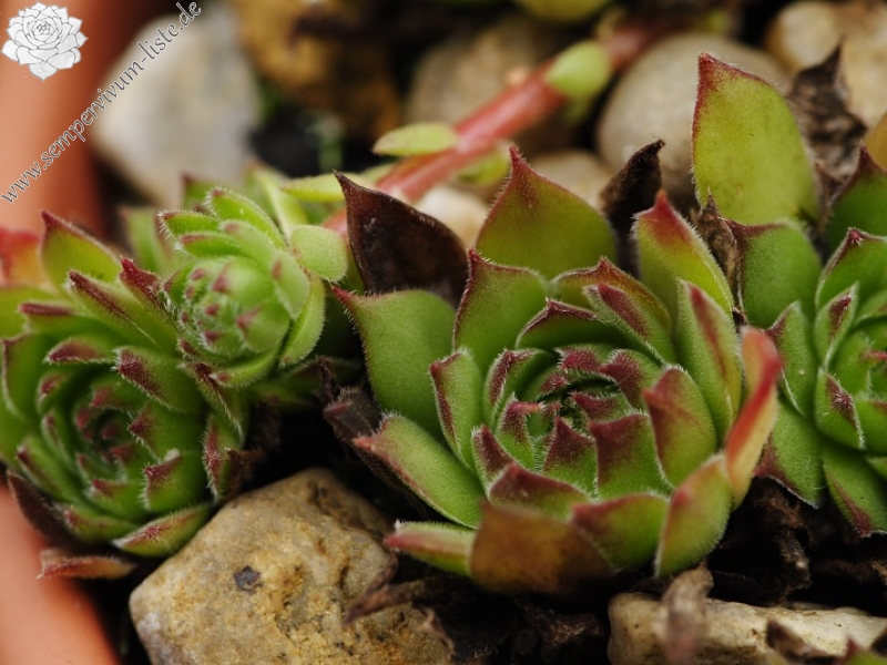 zeleborii from Prolom Banja, Mitte