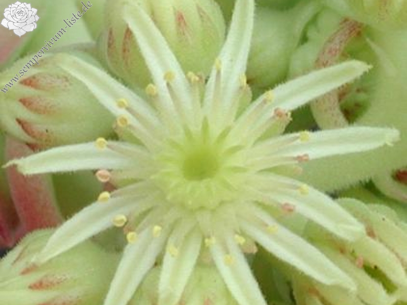 transcaucasicum from Tbilisi (Typ PH493)