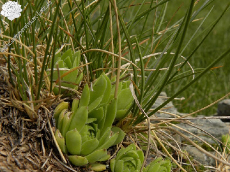tectorum var. tectorum (alpinum) from Petit Pimené