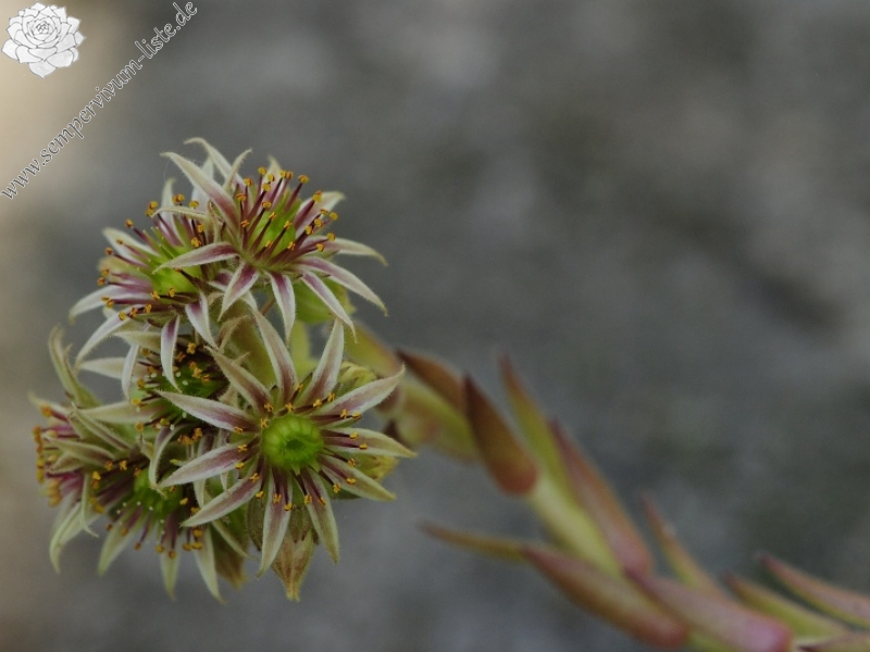 thompsonianum from Stogovo
