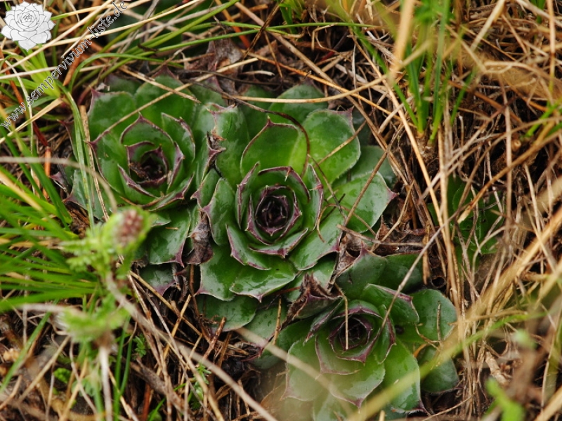 tectorum var. tectorum from Strmec