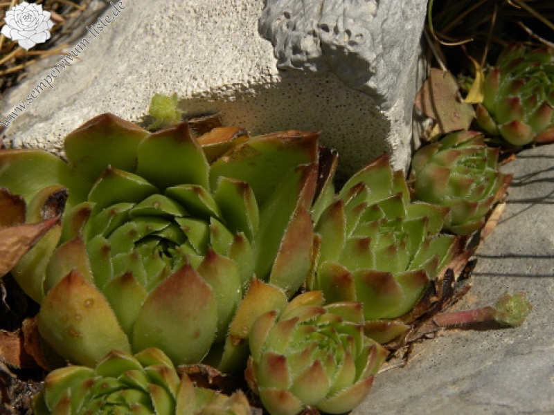 marmoreum ssp. marmoreum (dinaricum) from Orjensko sedlo